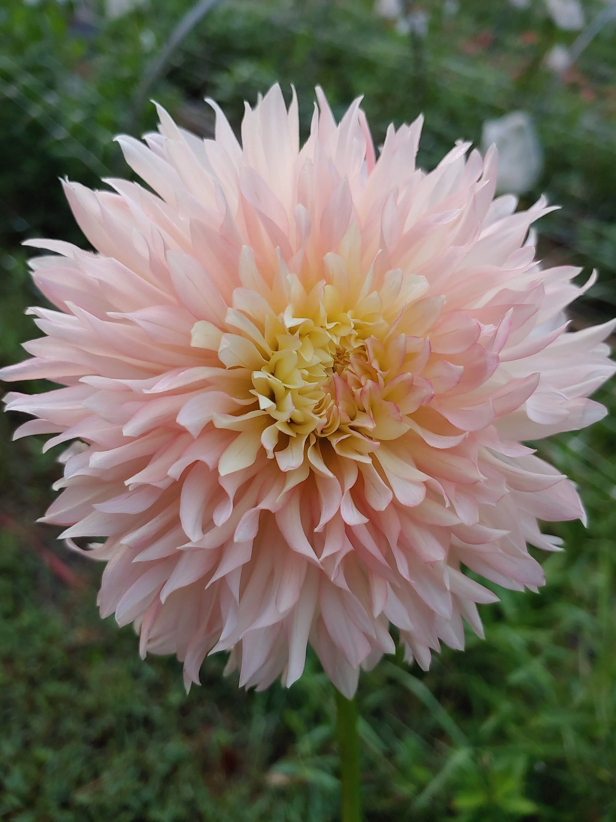 その他 DAHLIA Fraylick Farm - Peach Fuzz- What Dahlias Match the 2024 Pantone